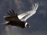 EL VUELO DEL CÓNDOR